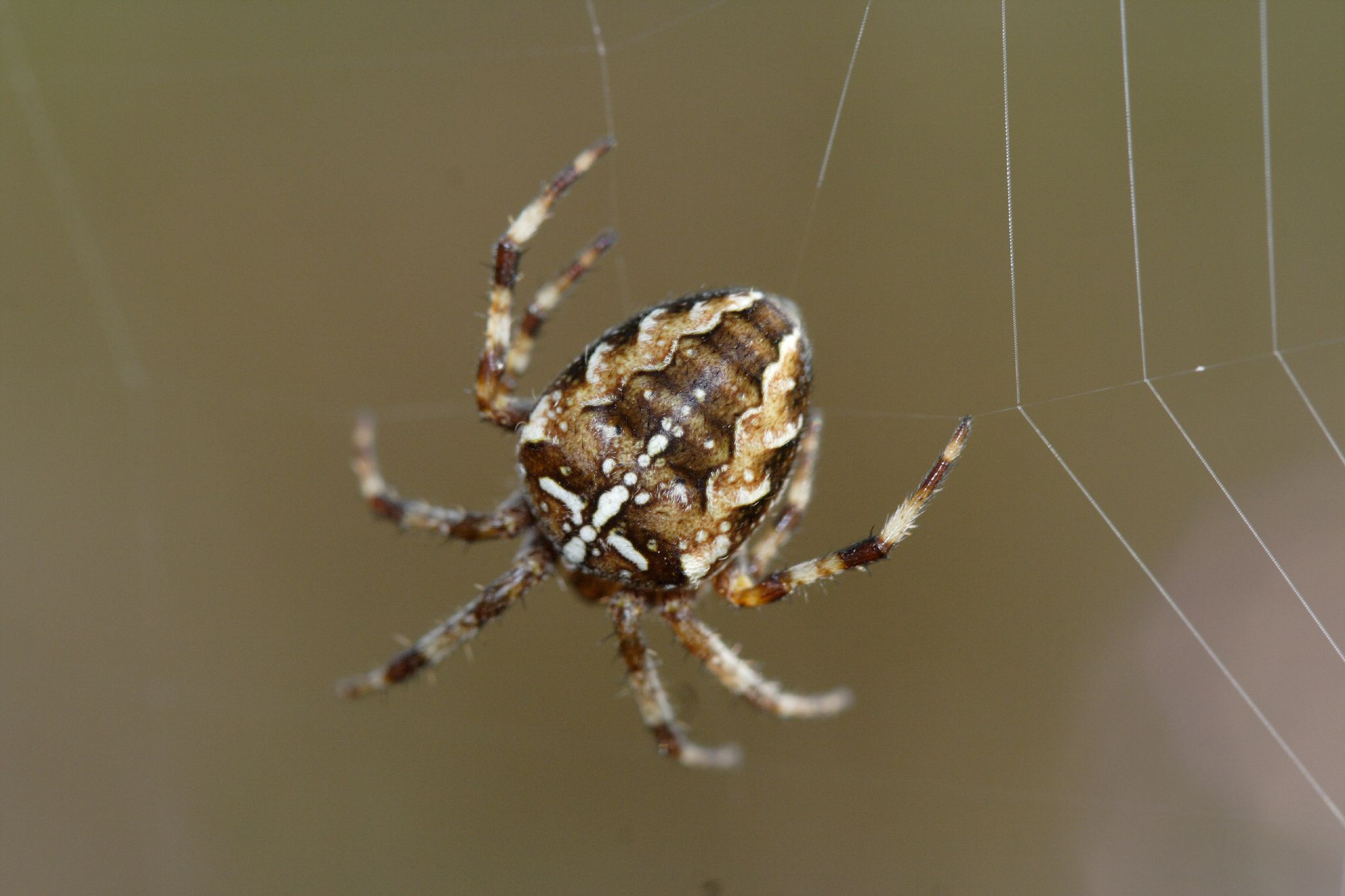 Spider + Web . Credit: James Laing (Flickr)